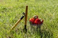 Rake, shovel and basket full of strawberries in the fresh green grass Royalty Free Stock Photo