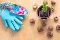 Gardening concept. Seedling hyacinth, garden tools, scissors, twine, shopping paper bag, tubers-bulbs gladiolus. Copy space. Seaso Royalty Free Stock Photo