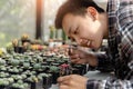 Gardening concept te male gardener taking care of the pricy cactus with tweezers on the desk with other cactuses in the pots Royalty Free Stock Photo