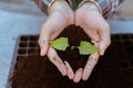 Gardening concept two big hands holding a live plant with black soil showing in front of a camera Royalty Free Stock Photo