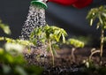 Watering seedling tomato plant in greenhouse garden with red watering can Royalty Free Stock Photo