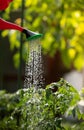 Watering seedling tomato plant in greenhouse garden with red watering can Royalty Free Stock Photo