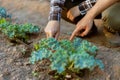 Gardening concept a young farmer shoveling the dirt around the plants to let oxygen get through the roots easily