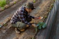 Gardening concept a young male gardener taking care of a vegetable by shoveling the soil around the plant