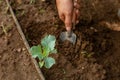 Gardening concept a young male gardener taking care of a vegetable by shoveling the soil around the plant