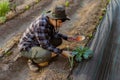 Gardening concept a young male gardener taking care of a vegetable by shoveling the soil around the plant