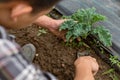 Gardening concept a young male gardener taking care of a vegetable by shoveling the soil around the plant