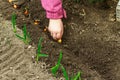 Gardening conceptual background. Children`s hands planting little onions in to the soil