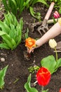 Gardening conceptual background. Children`s hands planting orange tulip in to the soil