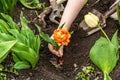Gardening conceptual background. Children`s hands planting orange tulip in to the soil