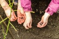 Gardening conceptual background. Children`s and woman`s hands planting sorrel seeds in to the soil