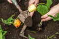 Gardening conceptual background. Woman`s hands plant tulips into the soil. Spring season