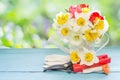 Gardening consept. Garden watering can with narcissus and tulip  flowers on blue wooden board,gloves and garden tool.Bokeh on Royalty Free Stock Photo