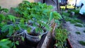 gardening country life, early spring view tomato and pepper