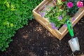 Gardening. Crate Full of Flowerpots and Garden Tools Ready for Planting In Sunny Garden. Spring Garden. Royalty Free Stock Photo