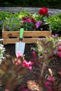 Gardening. Crate Full of Gorgeous Plants and Garden Tools Ready for Planting In Sunny Garden. Spring Garden Works.