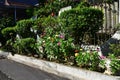 Gardening. Crate Full of Gorgeous Plants and Garden Tools Ready for Planting In Sunny Garden. Spring Garden Works Concept. Garden