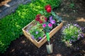Gardening. Crate Full of Gorgeous Plants and Garden Tools Ready for Planting In Sunny Garden. Spring Garden Works. Royalty Free Stock Photo