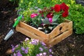 Gardening. Crate Full of Gorgeous Plants Ready for Planting In Garden. Spring Garden Works Concept. Garden Landscaping.