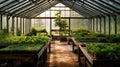 Greenhouse growth plant cultivate gardening nature agriculture farming green leaf grow interior flower