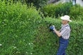 Gardening, cutting hedge