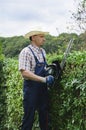 Gardening, cutting hedge