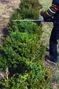 Gardening, cutting hedge Royalty Free Stock Photo