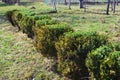 Gardening, cutting hedge Royalty Free Stock Photo