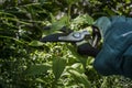 Gardening cutting plants with scissors