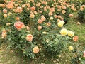 Gardening, decoration concept - many roses flowers