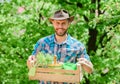 Gardening expert tips. Garden care. Mature farmer man planting plants. Planting season. Bearded gardener guy hold box Royalty Free Stock Photo