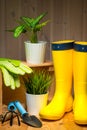 Gardening, farming and planting concept - garden tools, flower seedlings and rubber boots on wooden