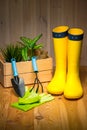 gardening, farming and planting concept - garden tools, flower seedlings and rubber boots on wooden