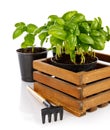 Gardening farming. Spicy herbs basil in wooden box