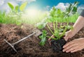 Gardening- female hands planting zucchini in vegetable garden Royalty Free Stock Photo