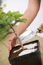 Gardening - female hands take care of bonsai tree