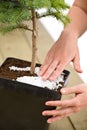 Gardening - female hands take care of bonsai tree