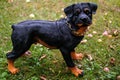 Gardening figure of a dog on a blurred background of a lawn with fallen apples. Toy young rottweiler. Close-up