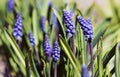 Gardening and floriculture spring flower muscari bouquet