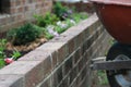 Gardening flowerbed wheelbarrel Royalty Free Stock Photo