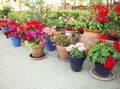Gardening, flowers, decoration concept - many flowers in a flowerpots