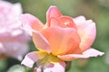 gardening. French variety of chameleon rose El Elle yellow, orange and pink shades Royalty Free Stock Photo