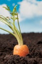 Gardening fresh carrot Royalty Free Stock Photo