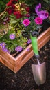 Gardening. Garden Tools and Crate Full of Gorgeous Plants Ready for Planting In Sunny Garden. Spring Garden Works Concept. Royalty Free Stock Photo