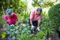 Gardening during the golden years. a senior couple gardening together in their backyard. Royalty Free Stock Photo