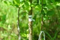 Gardening. Graft an apple tree. Green sprouts of a grafted apple. Successful grafting fruit tree