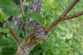 stalk overgrown with cambium, grafted on a branch of an apple tree last spring. Grafted fruit trees