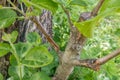 stalk overgrown with cambium, grafted on a branch of an apple tree last spring. Grafted fruit trees