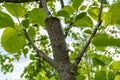 stalk overgrown with cambium, grafted on a branch of an apple tree last spring. Grafted fruit trees