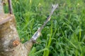 stalk overgrown with cambium, grafted on a branch of an apple tree last spring. Grafted fruit trees